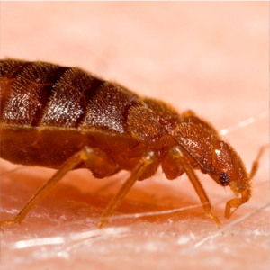 Pest Control for Bed Bugs