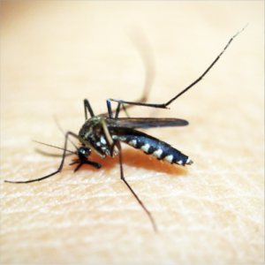 Pest Control for Mosquitoes